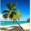 palmtreetreasur
